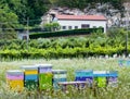 Hives on a field of white flowers near the villa under the hill with rock and forest