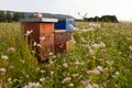 Beehives in a flower field Royalty Free Stock Photo