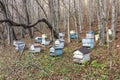 Beehives in the forest