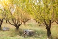 Beehives in the fruits tree garden in Provence, France