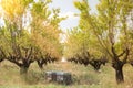 Beehives in the fruits tree garden in Provence, France