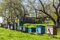 Beehives in the garden at apiary
