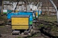 Beehives in the garden among the trees in early spring among primroses. Garden trees without leaves. First spring flight