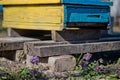 Beehives in the garden among the trees in early spring among primroses. Garden trees without leaves. First spring flight