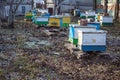 Beehives in garden among the trees in early winter. Garden trees without leaves. Preparing bees for wintering. Snowless winter on