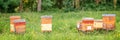 Beehives a green grassy field in France