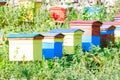 Beehives at honey farm