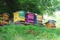 Beehives near Lake Geneva, France