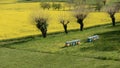 Beehives near a yellow rapeseed field in agricultural landscape