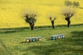 Beehives near a yellow rapeseed field in agricultural landscape