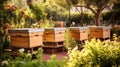 Beehives nestled in garden