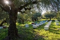 Beehives and olive trees