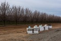 Beehives in orchard ready for pollination