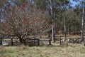 Beehives in a paddock with red flowering tree