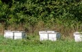 Beehives in a MIchigan orchard