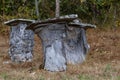 Beehives of rich honey, in large tree trunks.