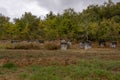 Beehives of rich honey, in large tree trunks.