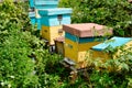 Beehives at a small apiary garden. Royalty Free Stock Photo