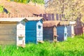 Beehives standing in a row on grass of apiary Royalty Free Stock Photo