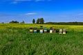 Beehives standing in a field with yellow flowers