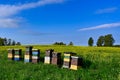 Beehives standing in a field with yellow flowers