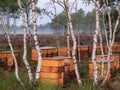 Beehives standing between the pines on the heathland Early misty morning.