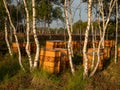 Beehives standing between the pines on the heathland. Early morning light.