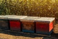 Beehives in sunflower field with many bees flying around