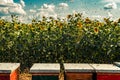 Beehives in sunflower field with many bees flying around