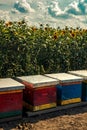 Beehives in sunflower field with many bees flying around