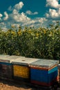 Beehives in sunflower field with many bees flying around