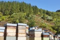 Beehives. Traditional colored wooden box in Muniellos, Asturias. Spain Royalty Free Stock Photo