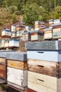 Beehives. Traditional colored wooden box. Muniellos in Asturias, Spain