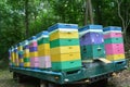 Beehives transporting trailer in the forest