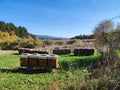 Beehives twentytwo pieces next to old apple tree plantation in scenic autumn landscape