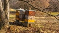 Beehives under a lrage tree in the Botanical gardens, Troja, Prague