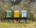 Beehives at the Villa I Cipressi Estate near Montalcino in the region of Tuscany, Italy.