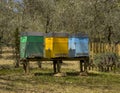 Beehives at the Villa I Cipressi Estate near Montalcino in the region of Tuscany, Italy.