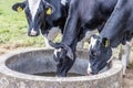 Beek, South Limburg / Netherlands. July 19, 2020. Dutch Holstein cow with a black and white fur drinking water from a cattle drink