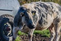 Beek, South Limburg, Netherlands. November 18, 2020. Grayish-white dairy cow with black spots turning its head