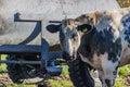 Beek, South Limburg, Netherlands. November 18, 2020. Partial view of a grayish-white dairy cow with black spots
