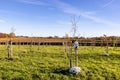 Beek, South Limburg, Netherlands. November 18, 2020. Tree of Life Forest. White wooden birdhouse next to a small tree