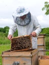 Beekeeper 15