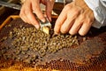 Beekeeper Royalty Free Stock Photo