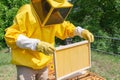A beekeeper adds a wax foundation with wires inserted into a frame to the bee hive