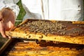 Beekeeper in an apiary Royalty Free Stock Photo