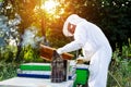 Beekeeper on apiary. Beekeeper is working with bees and beehives on the apiary.