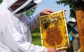 Beekeeper on apiary. Carpathian honey bee. Colonies bees on the frame of honeycombs. Wooden hives. Apiculture. Amazing spring Royalty Free Stock Photo