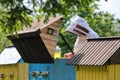 Beekeeper on apiary. Carpathian honey bee. Colonies bees on the frame of honeycombs. Wooden hives. Apiculture. Amazing spring Royalty Free Stock Photo