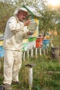 Beekeeper apiary puts on a bowl of water for bees Royalty Free Stock Photo